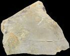 Cruziana (Fossil Trilobite Trackway) - Morocco #49206-1